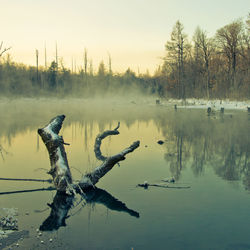 Birds on lake against sky