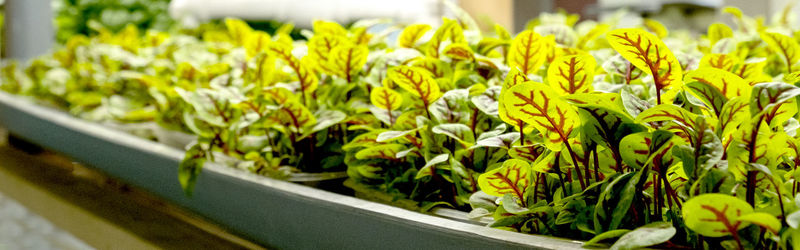 Green leaves of edenvia lettuce grown on a microfarm using the agroponic method