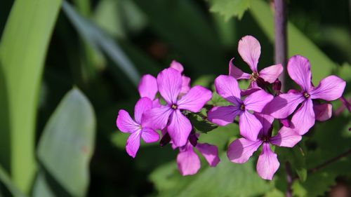 Close-up of pink flowering plant