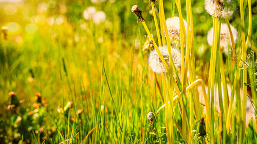 Close-up of yellow flowering plants on field