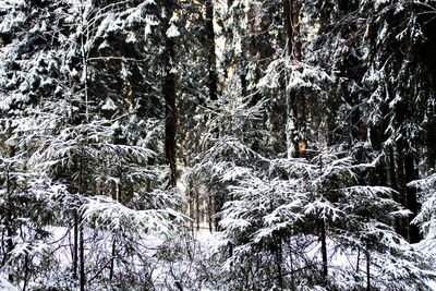 Close-up of frozen trees in forest