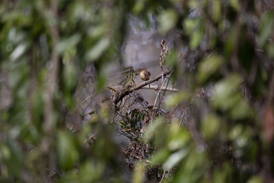 Close-up of spider on plant