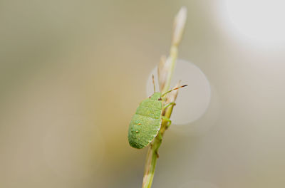 Close-up of insect