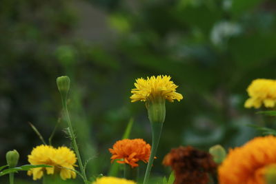 Close-up of yellow flowering plant