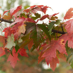 Close-up of maple leaves on tree