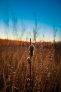 Close-up of dandelion on field against sky