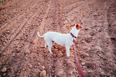 High angle view of dog standing on field