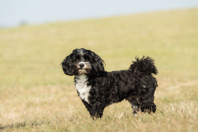 Portrait of dog on field