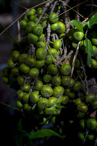 Close-up of berries growing on plant