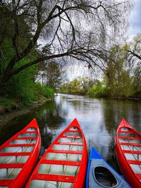Scenic view of river in forest