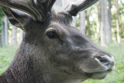 Close-up portrait of horse