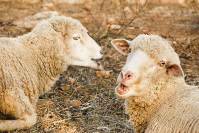 Sheep in a field