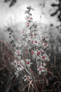 Close-up of flowering plant