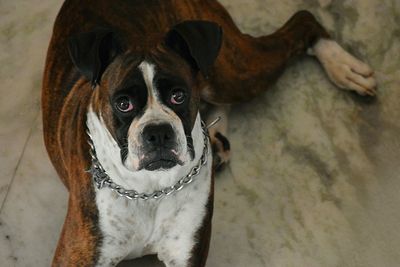 Close-up portrait of a dog