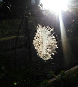 Close-up of spider on web