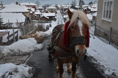 Horse pulling cart on road during winter