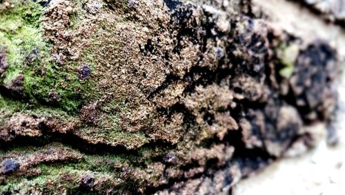 Close-up of moss on rock