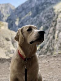 Close-up of dog