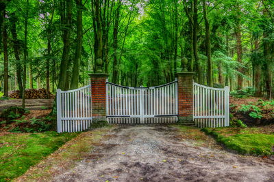 Gazebo amidst trees in forest