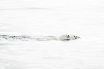 Polar bear swimming in sea