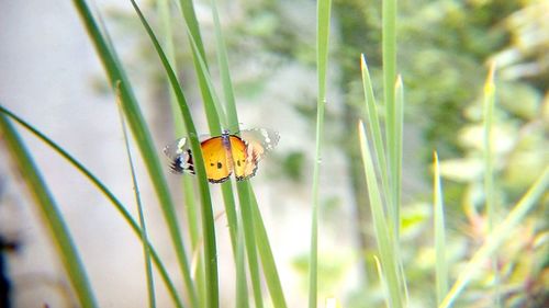 Close-up of butterfly on grass, plain tiger butterfly