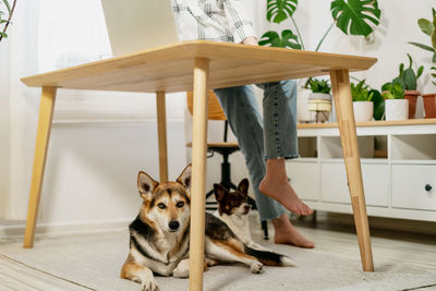 Young woman entrepreneur working on laptop at home with her dogs together in modern room with plants