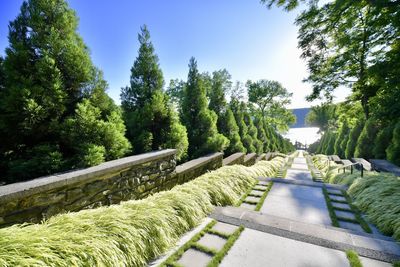 Trees in the untermyer park against clear sky 