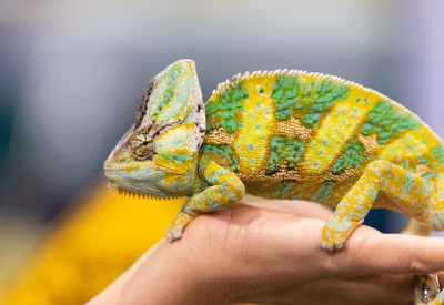 Close-up of hand holding lizard