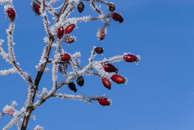 Low angle view of berries on tree against blue sky