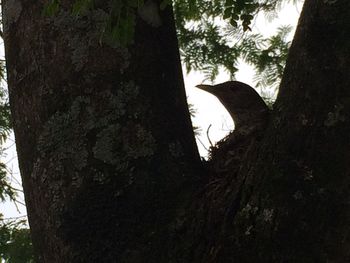 Low angle view of tree trunk