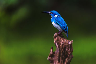 Close-up of bird perching on a branch