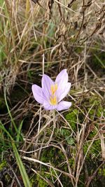 Close-up of crocus blooming on field