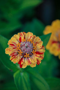 Close-up of yellow flower blooming outdoors