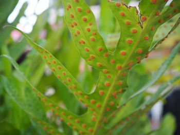 Close-up of succulent plant