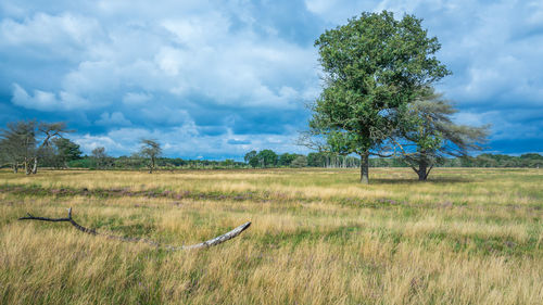 Trees on field against sky