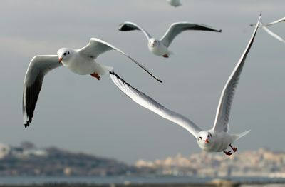 Low angle view of seagulls flying against sky