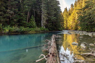 A peaceful scene at a turquoise river in the wilderness of british columbia, canada