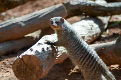 High angle view of banded mongoose on leaning log at field