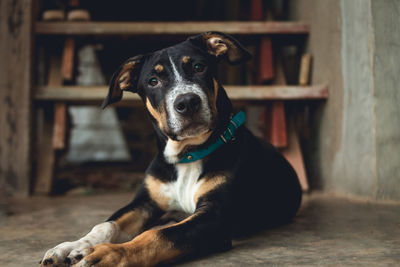 Close-up of black dog sitting on floor at home