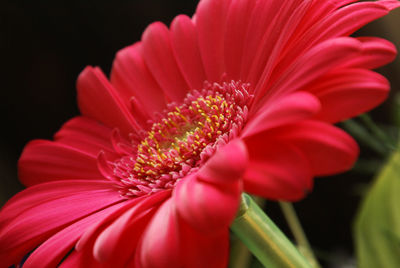 Close-up of pink flower
