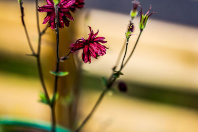 Close-up of plant