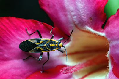 Close-up of insect on pink flower