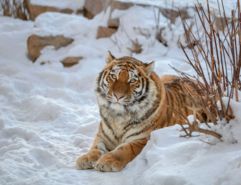 Portrait of tiger