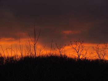 Silhouette trees against sky during sunset