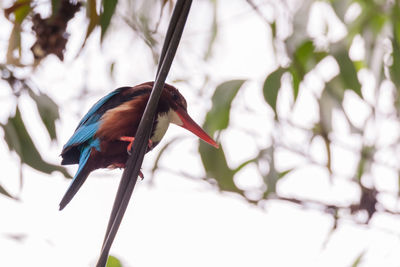 Low angle view of bird perching on branch