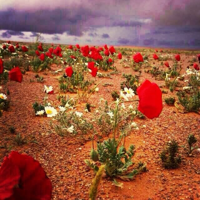 flower, freshness, red, growth, plant, fragility, beauty in nature, nature, petal, field, blooming, poppy, leaf, tulip, stem, flower head, growing, in bloom, botany, tranquility