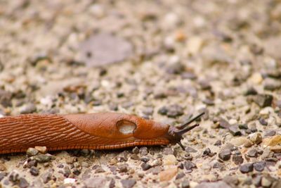 Close-up of a lizard