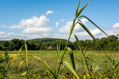 Plants growing on field against sky