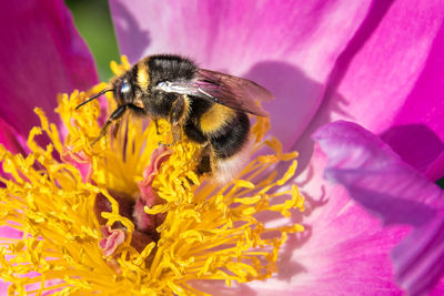 Close-up of bee pollinating on flower