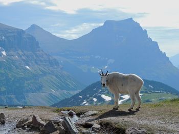 Mountain goat oreamnos americanus going-to-the-sun road logan pass glacier national park montana usa